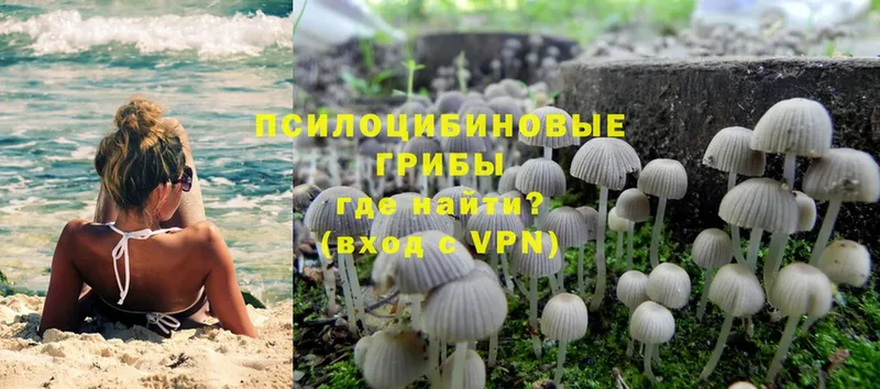 Псилоцибиновые грибы Psilocybine cubensis  Поворино 